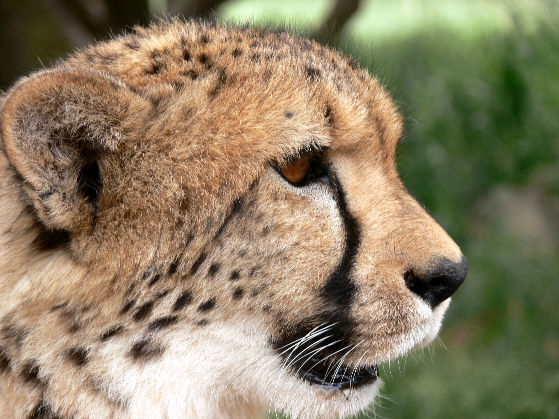 Closeup view of a cheetah's head