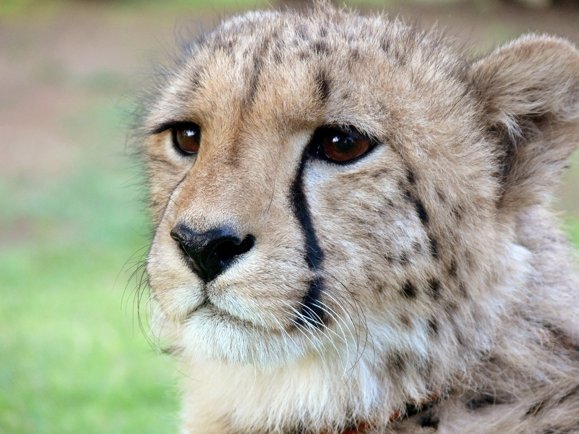 Cheetah Half Profile