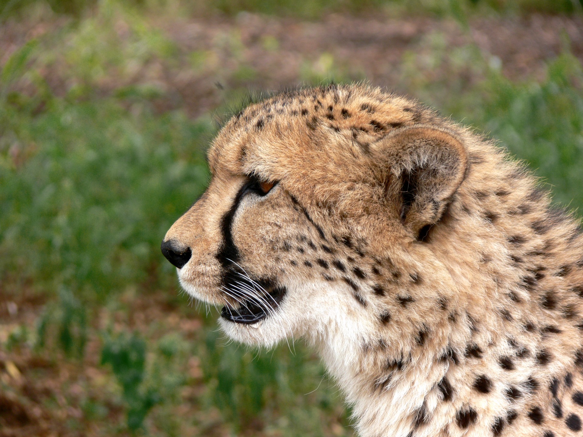 Cheetah In Profile