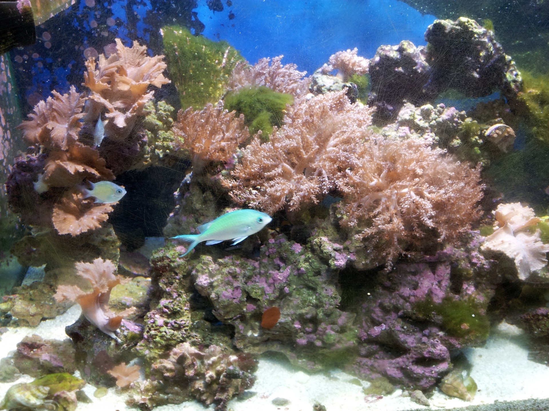 Salt Water Fish Tank with Coral and Fish
