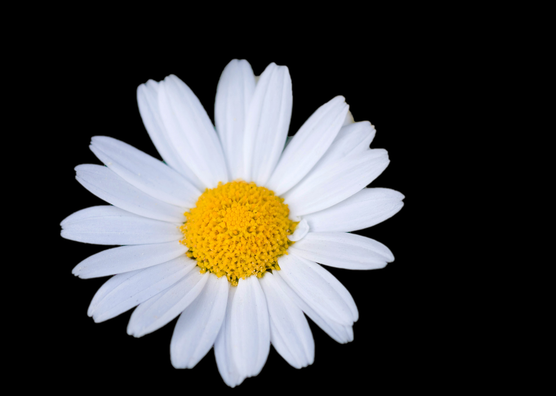 Daisy Flower