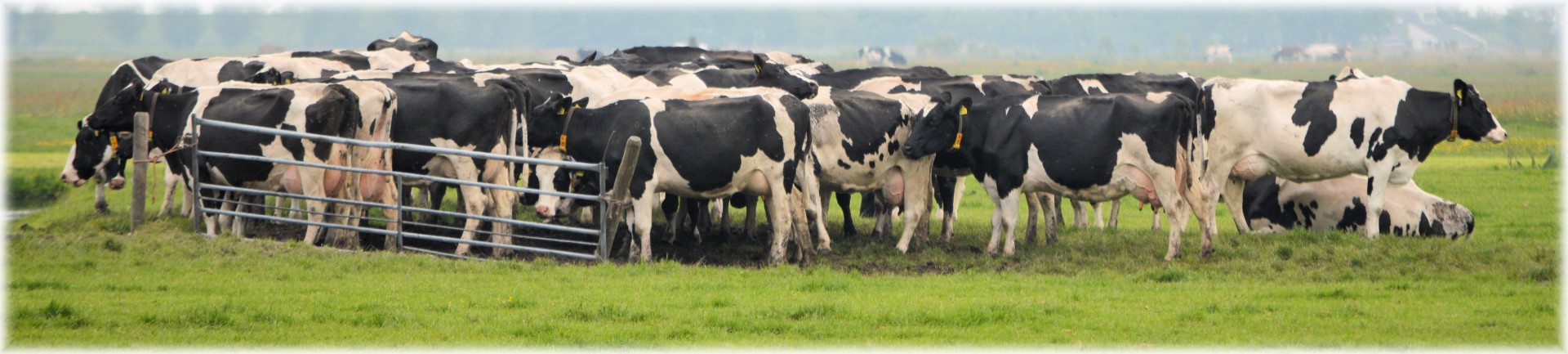 A group of cows shelter together