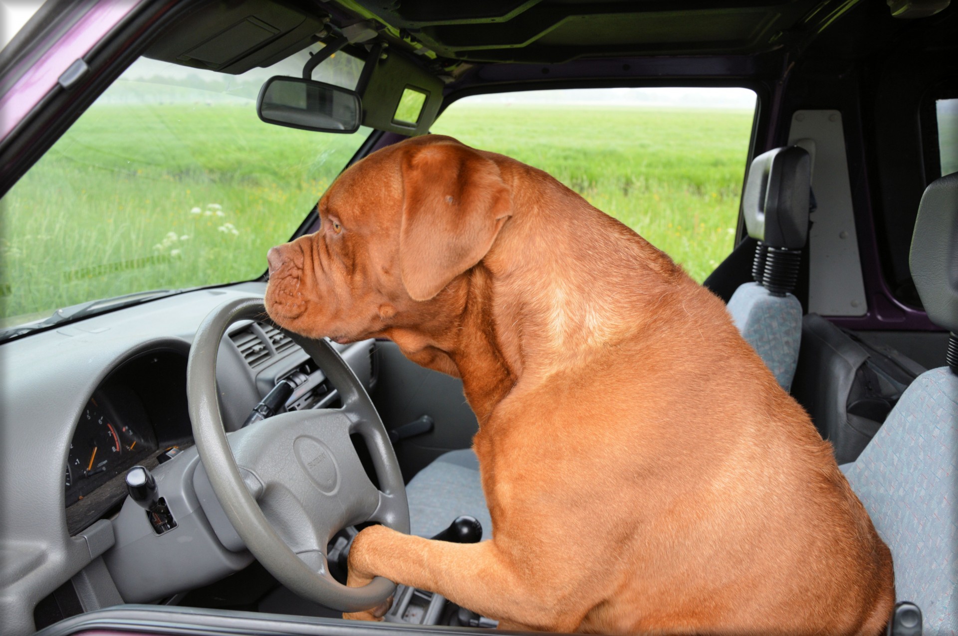 Dog behind the wheel 1