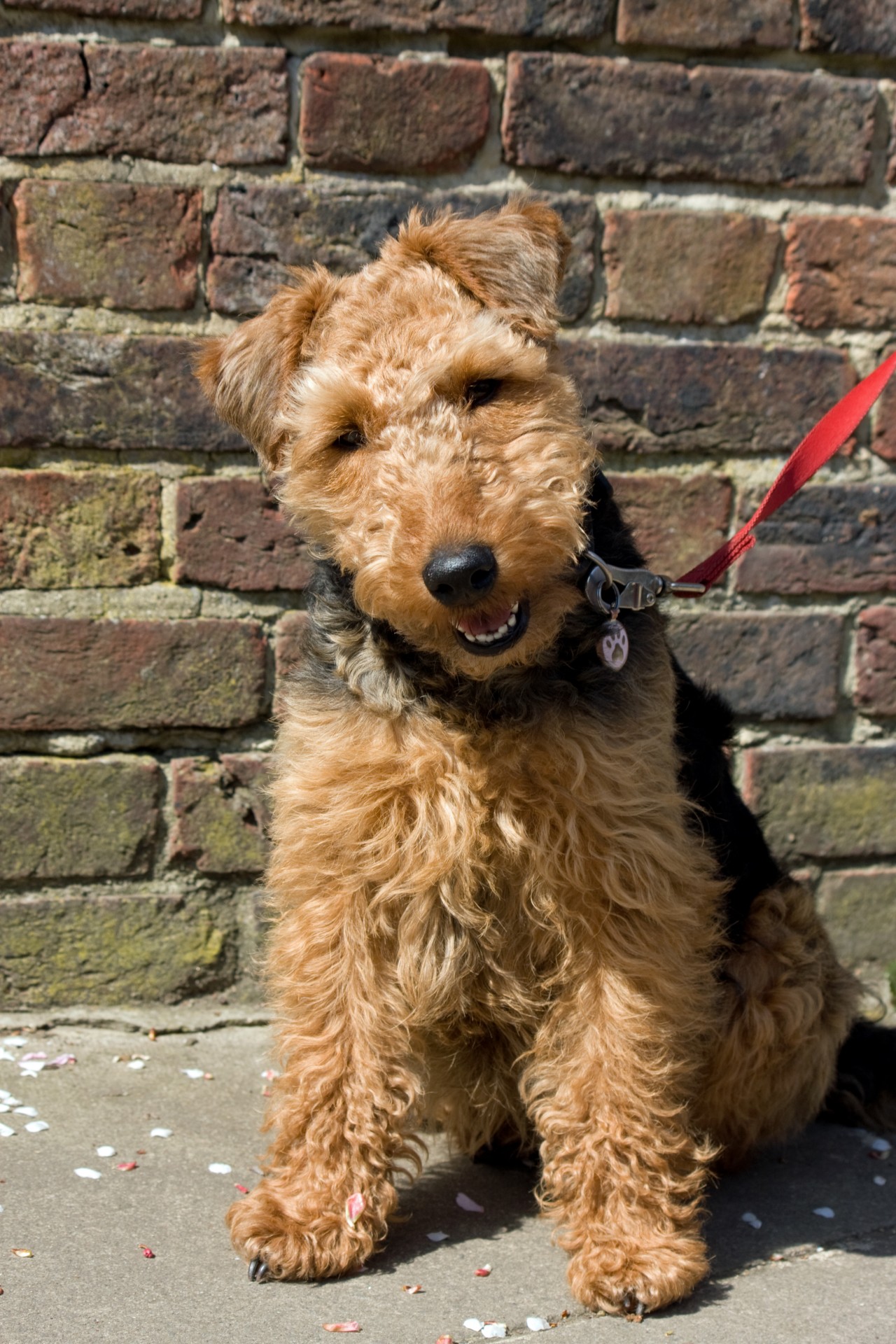 Dog, Welsh Terrier