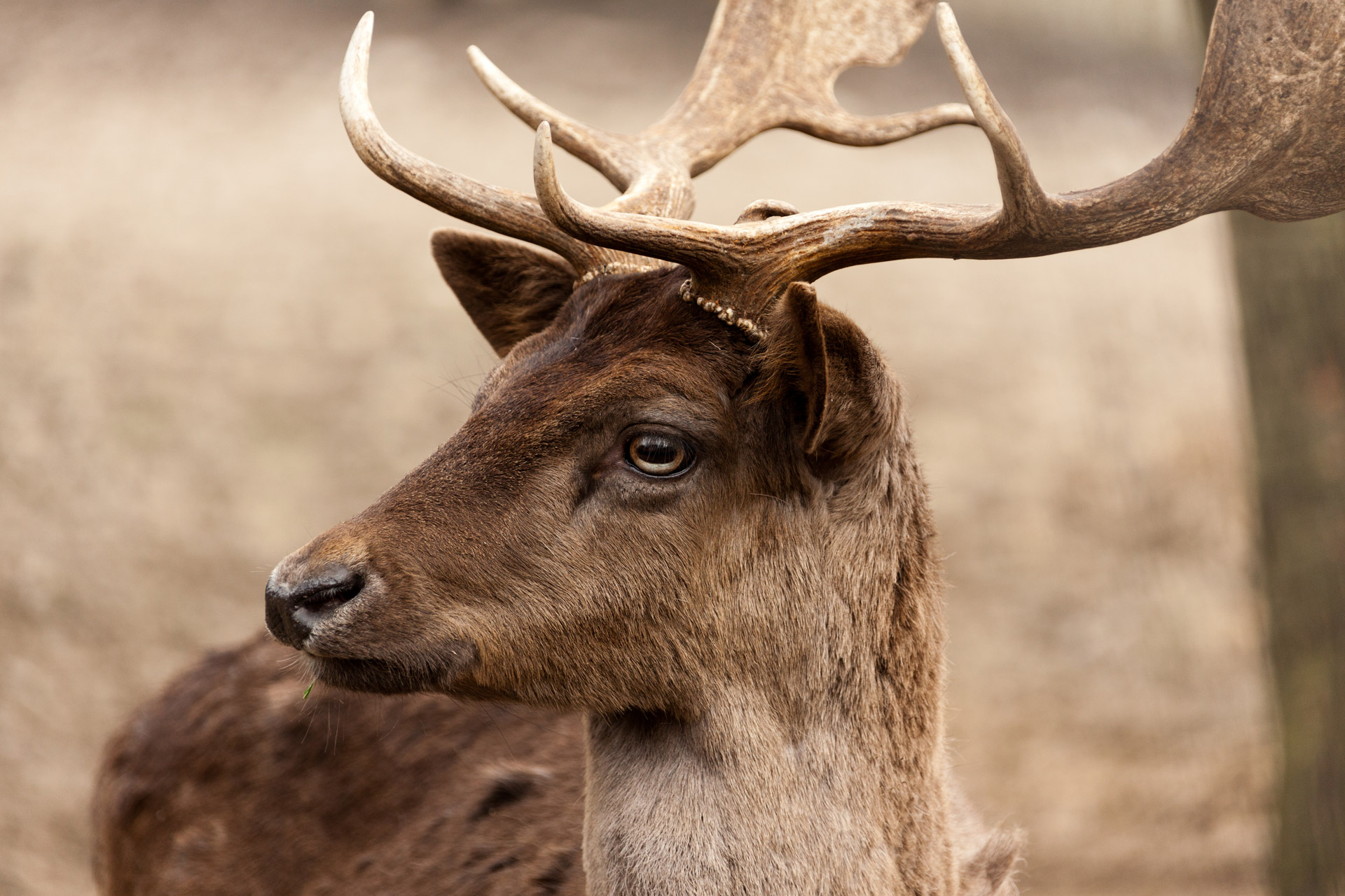 male fallow deer portrait