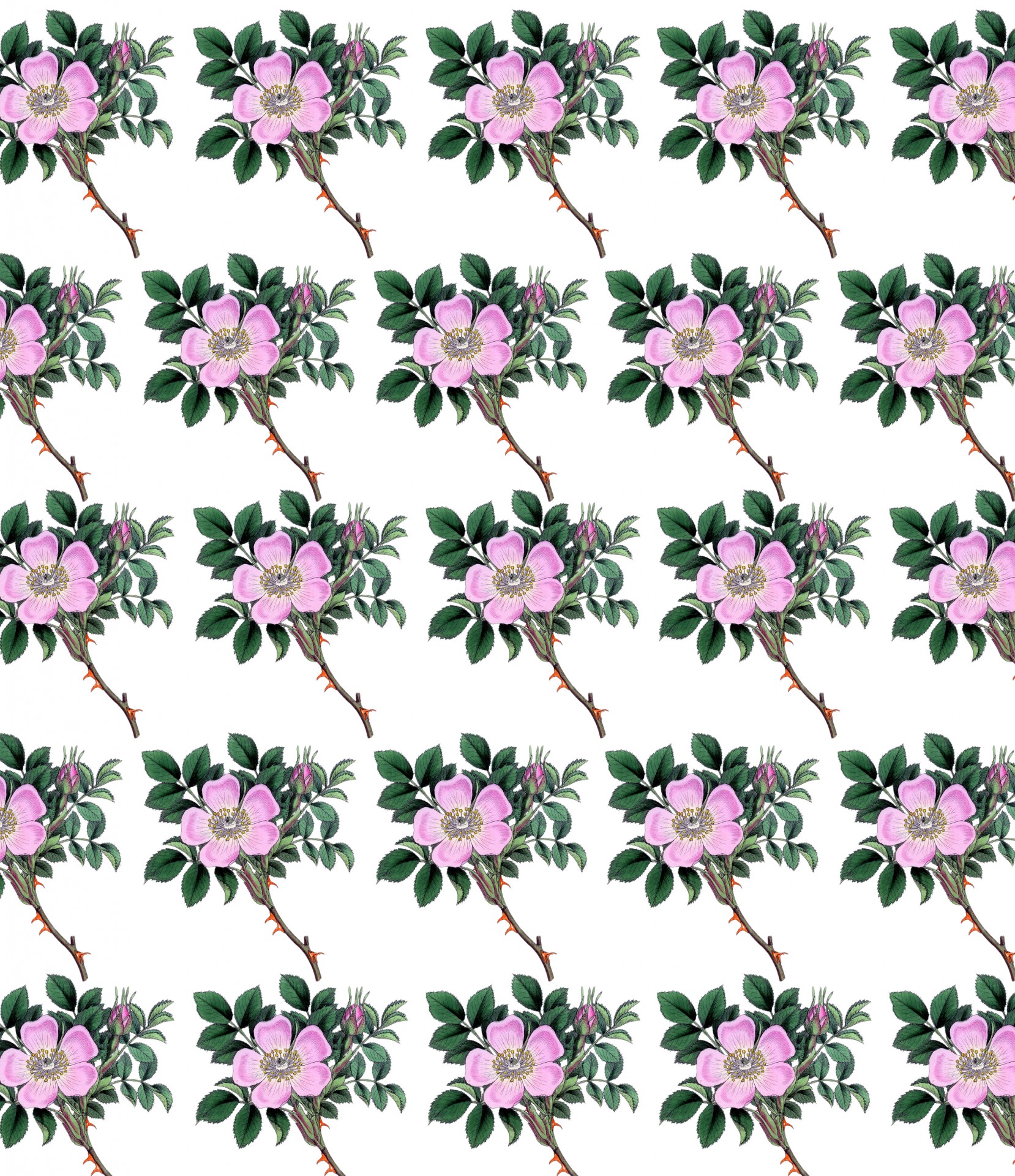Vintage pink floral dog rose flowers pattern background wallpaper for scrapbooking
