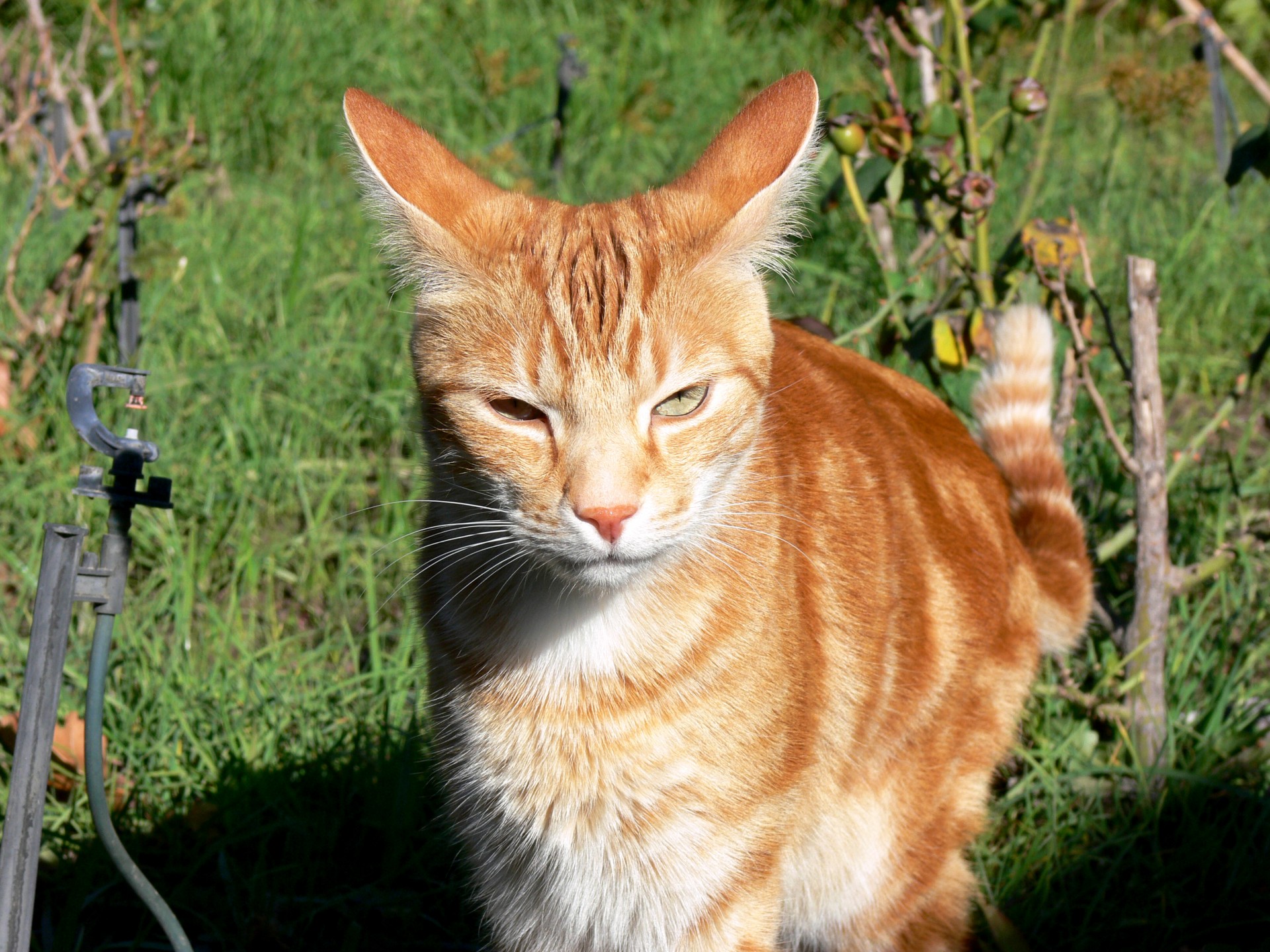 Ginger Cat In Garden