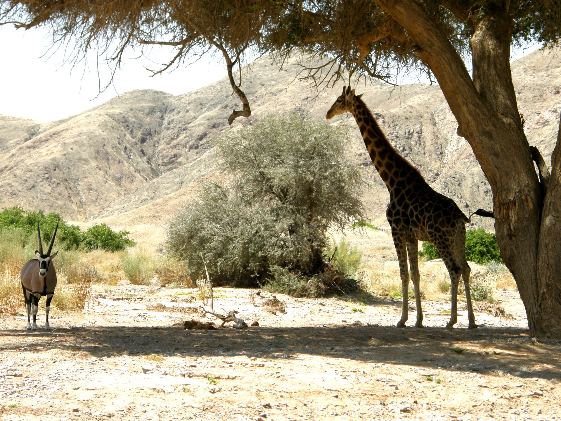 Giraffe And Oryx Under Tree