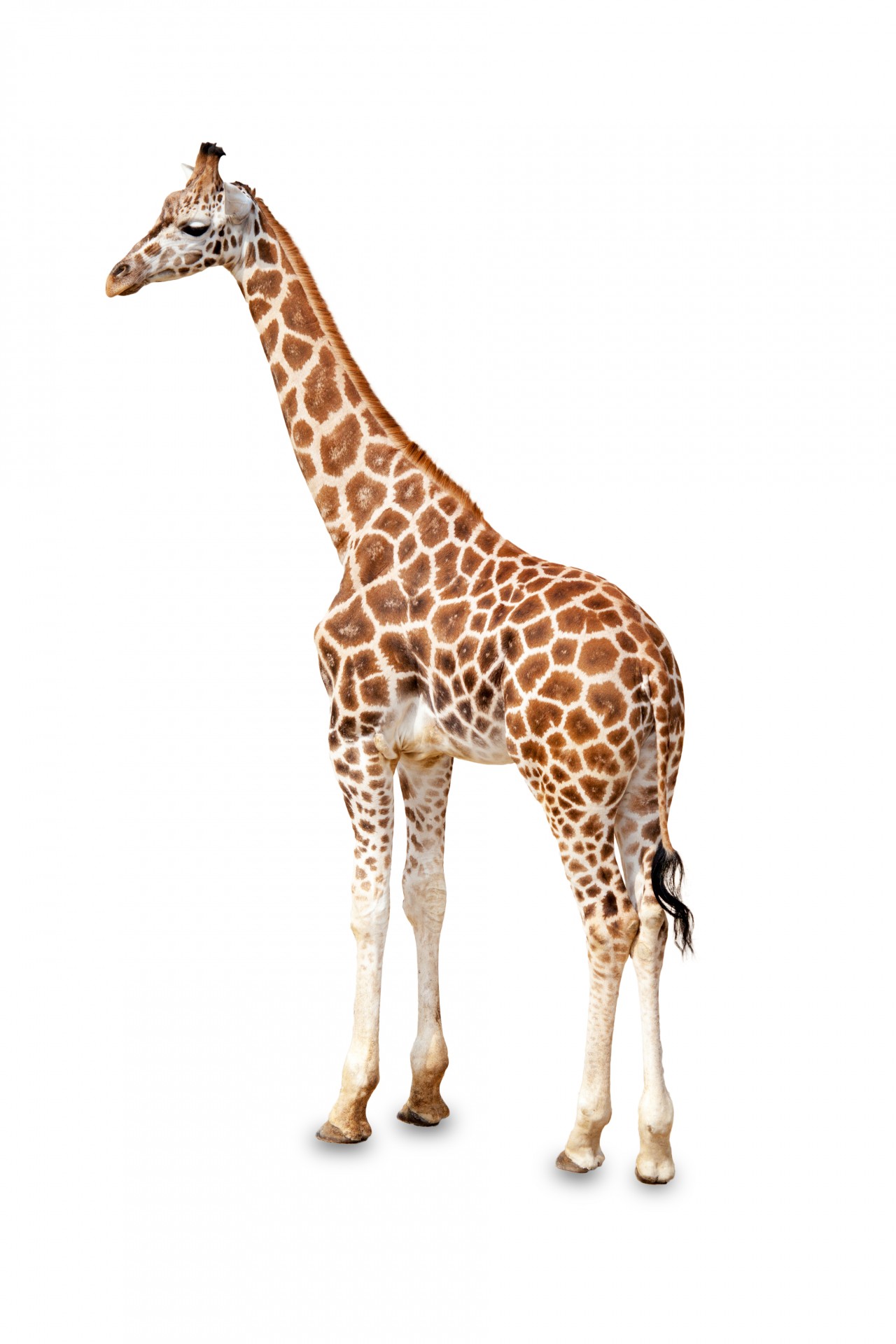 Giraffe Standing Isolated