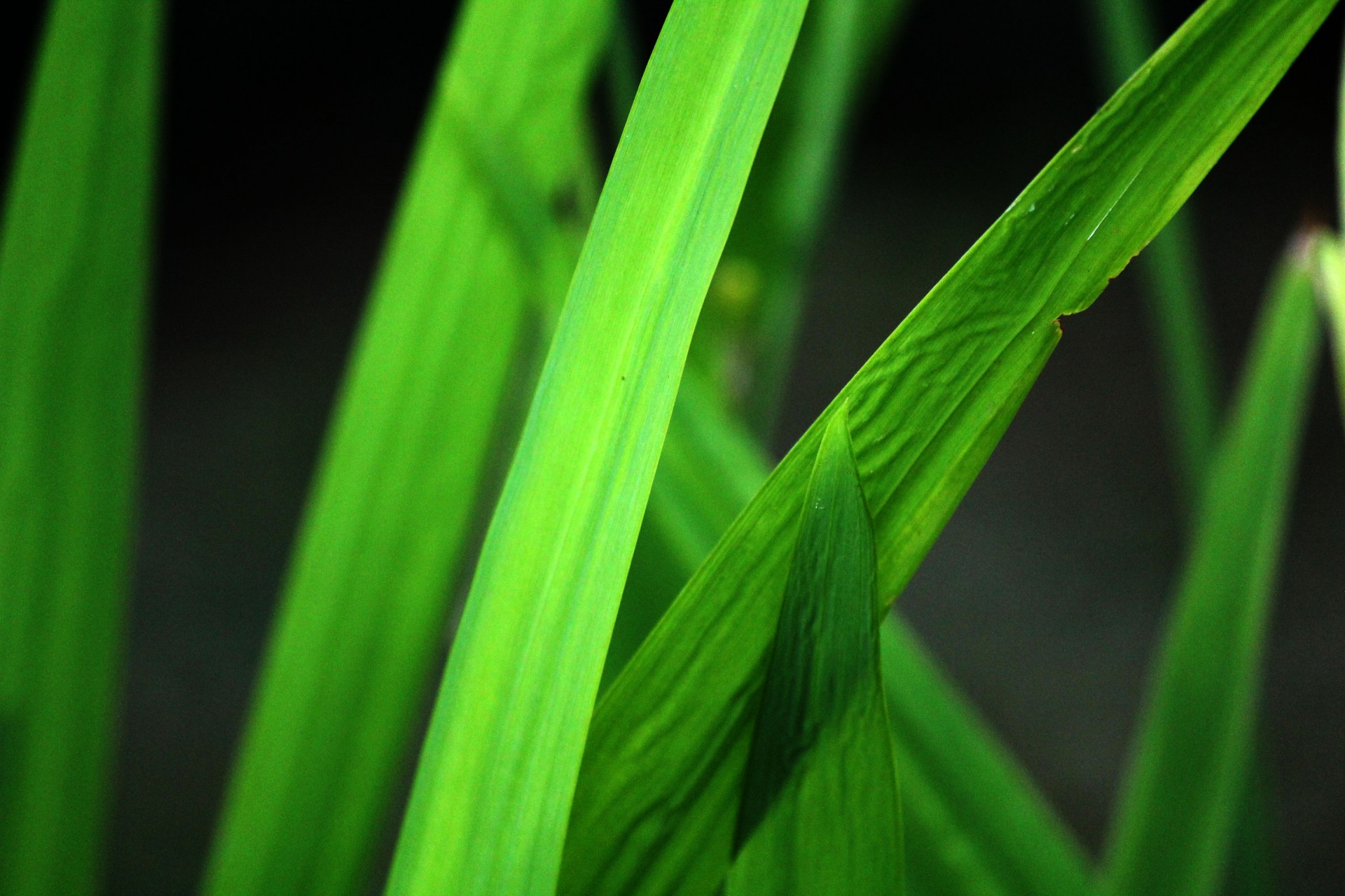 Grass Leaves Free Stock Photo - Public Domain Pictures