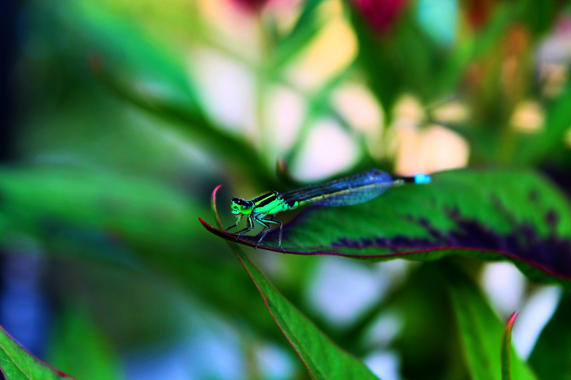 Green Black Dragonfly On Leaf
