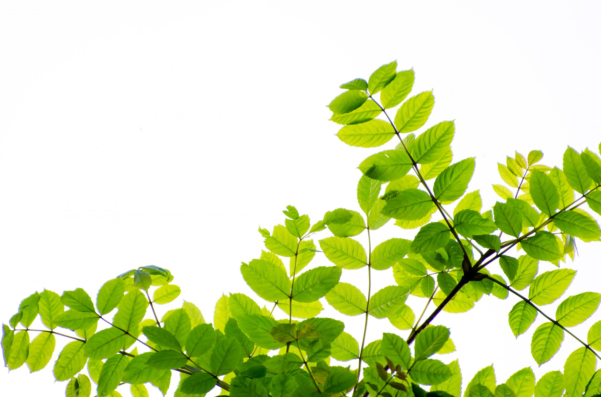 Green Leaves And Branches
