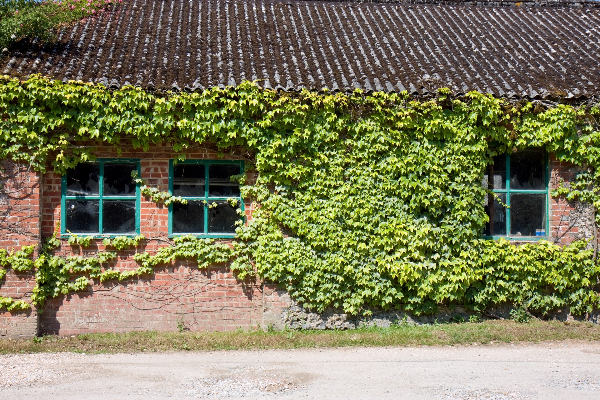 Ivy Covered Windows
