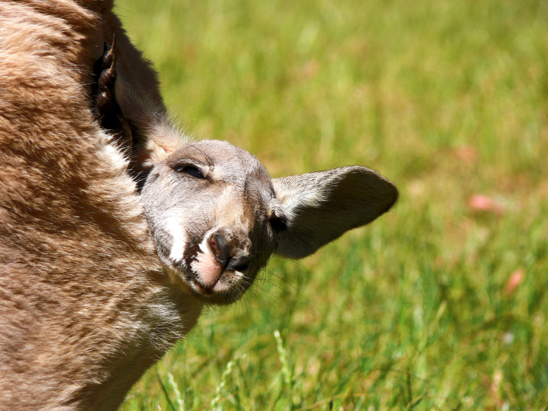 Grey kangaroo joey with head sticking out of mother's pouch
