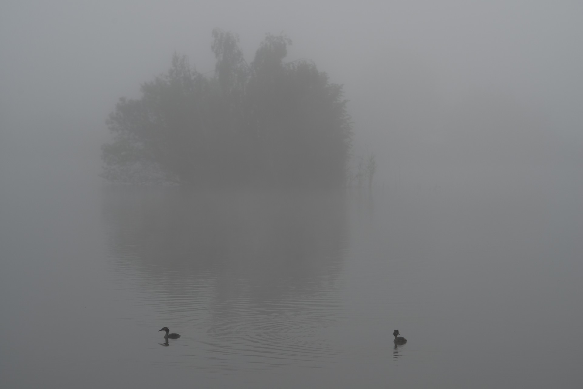 Ducks In The Fog