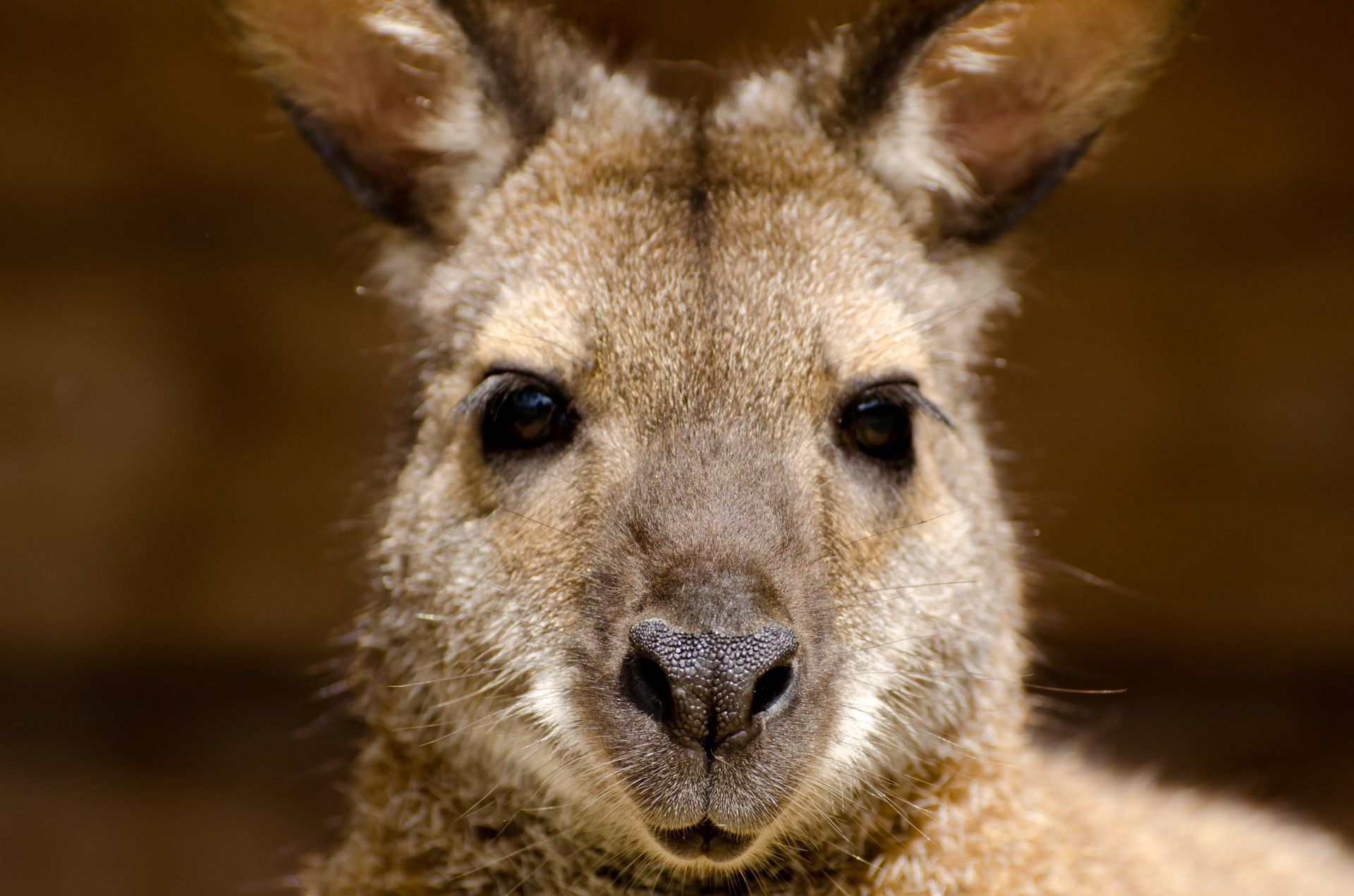 Kangaroo Looks
