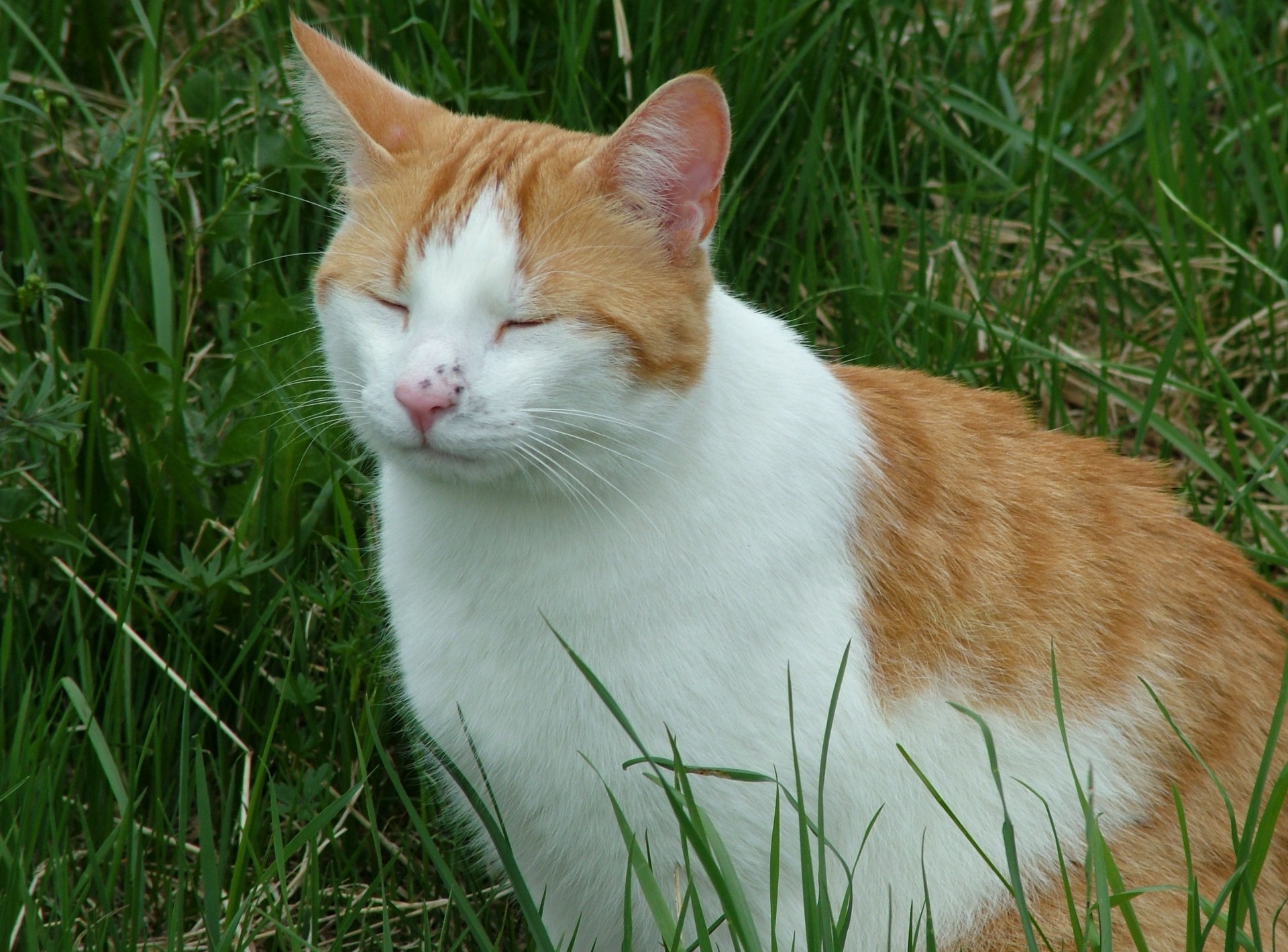Cat Carlo Meditating