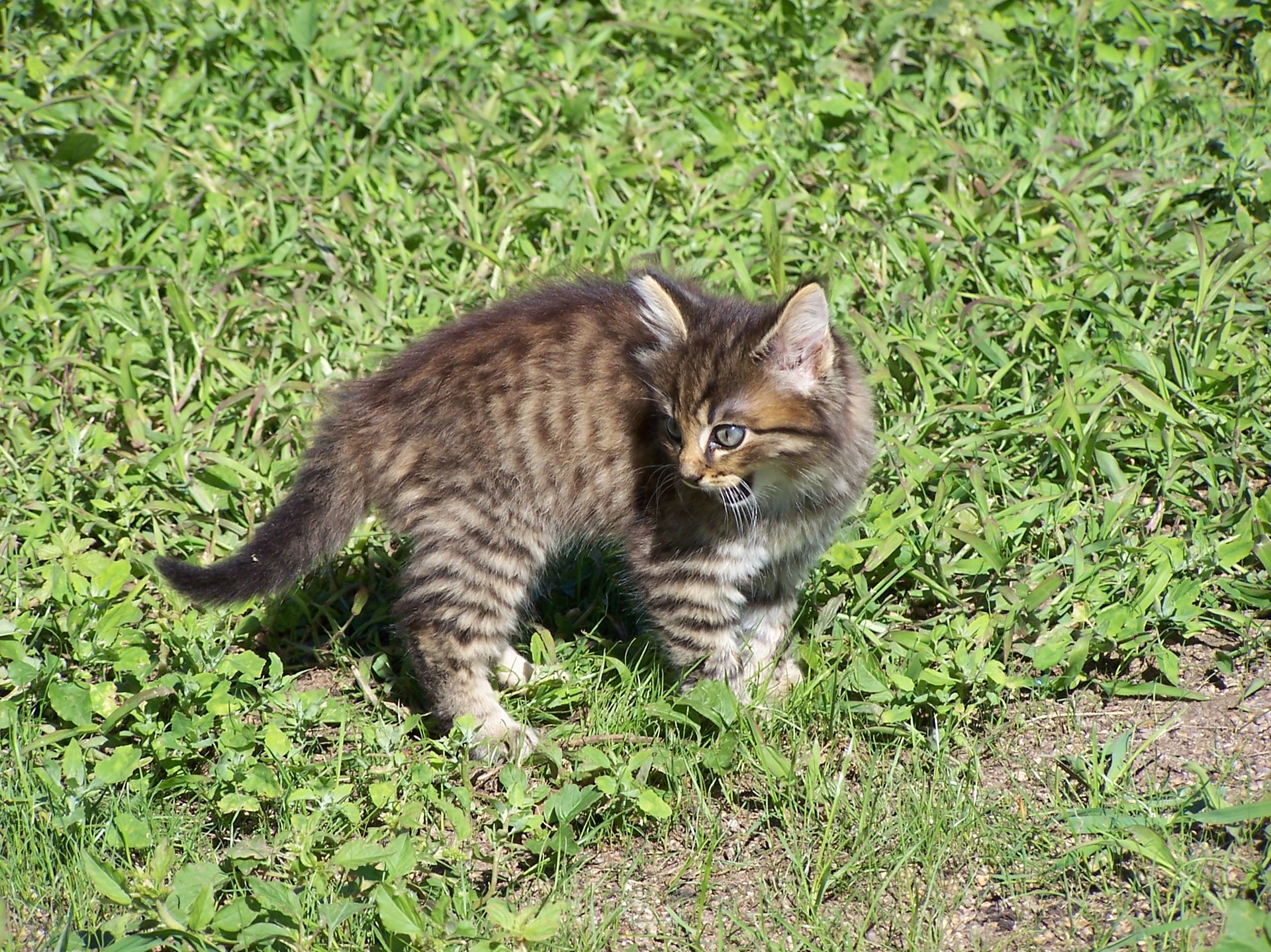 Cat in Field