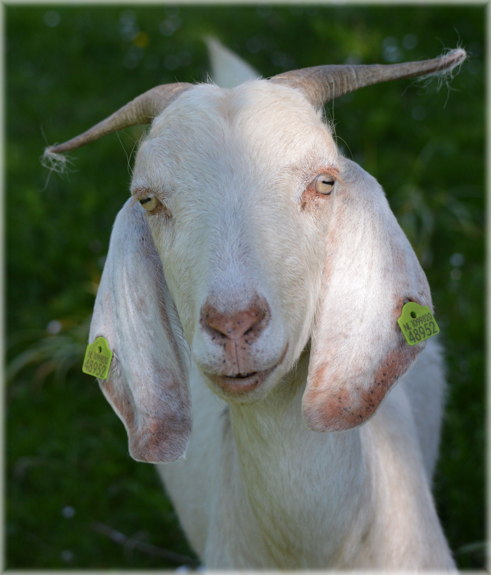 Goat 2 Free Stock Photo Public Domain Pictures