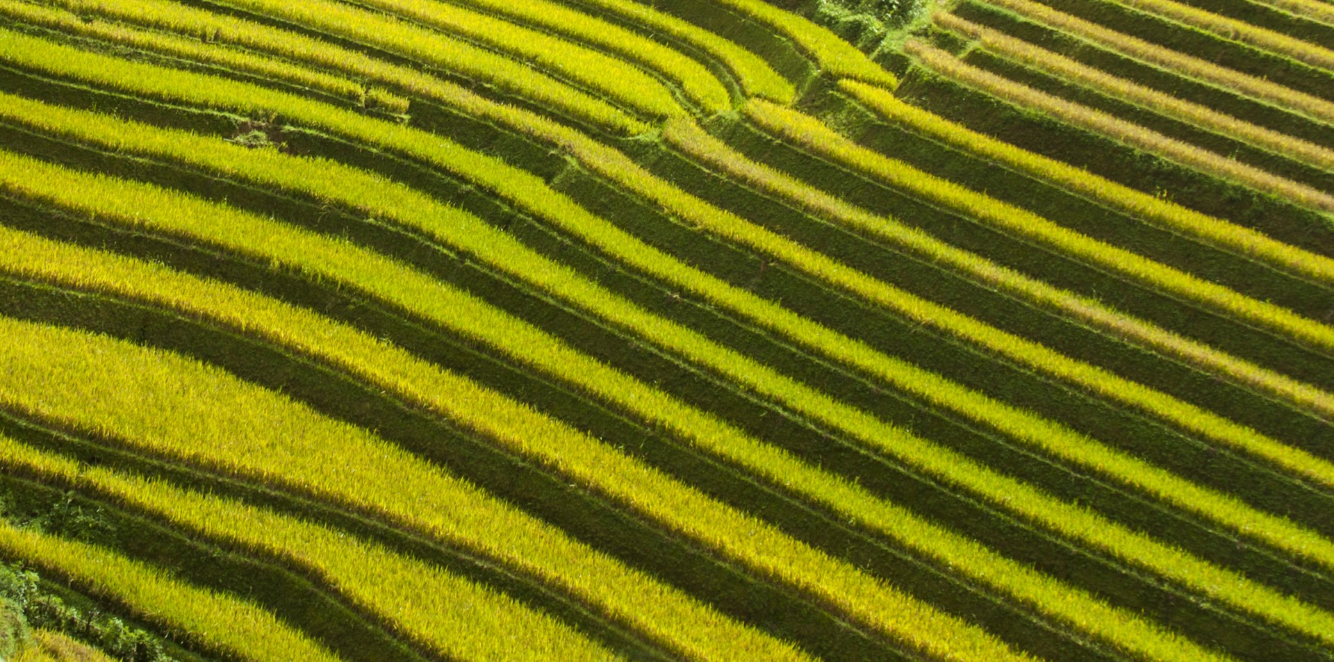 Lines Of Rice Field #1