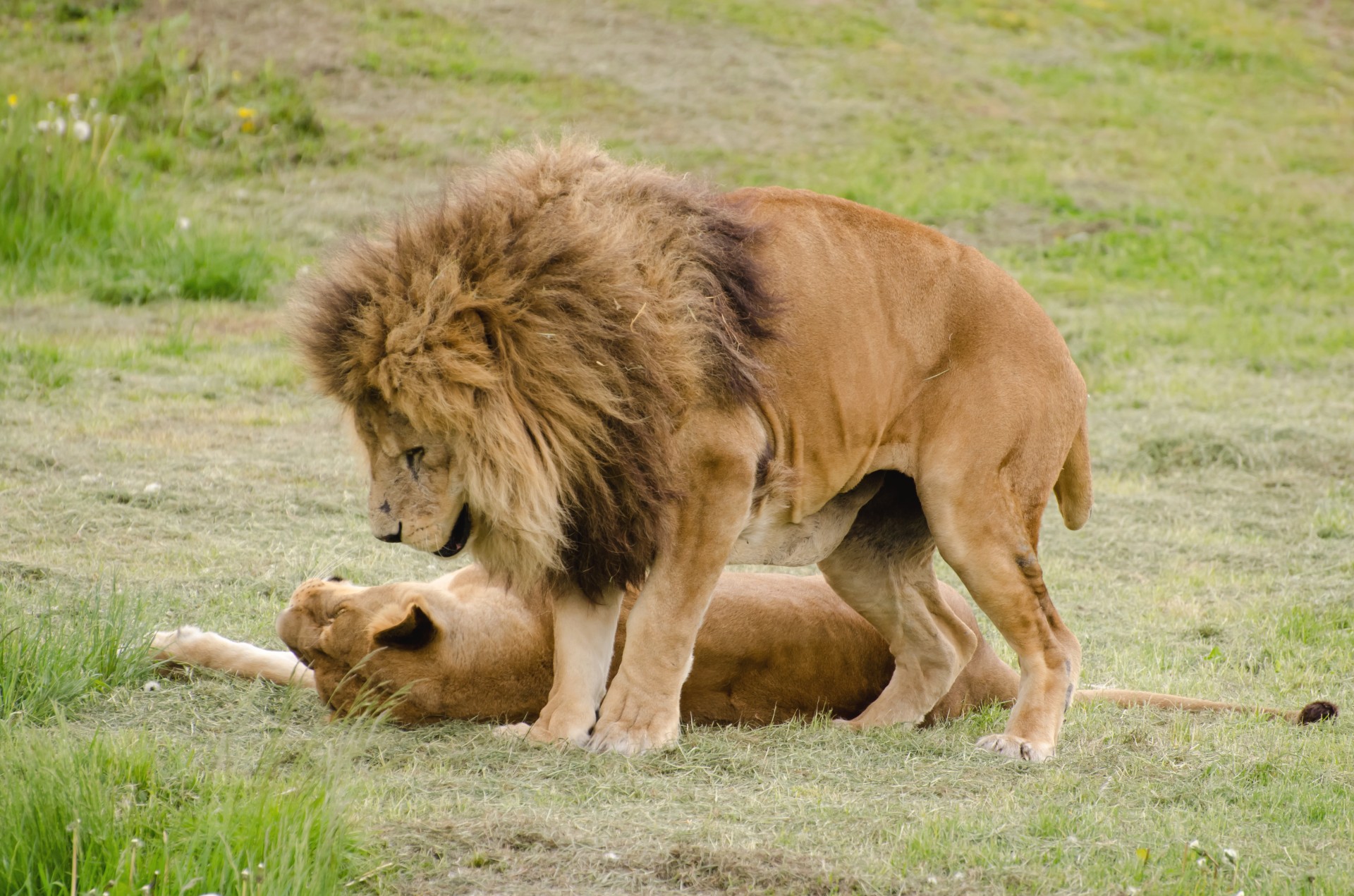 Lion And Lioness - Animals