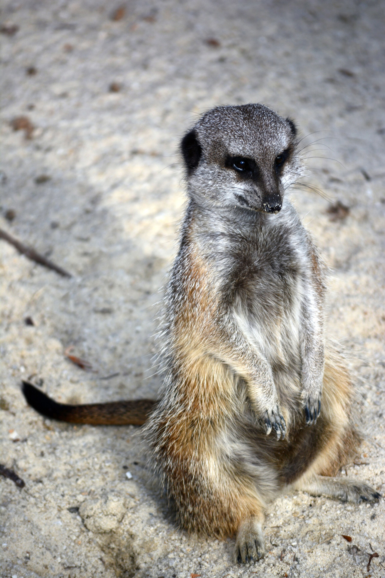 Meerkat posing at Werribee Park