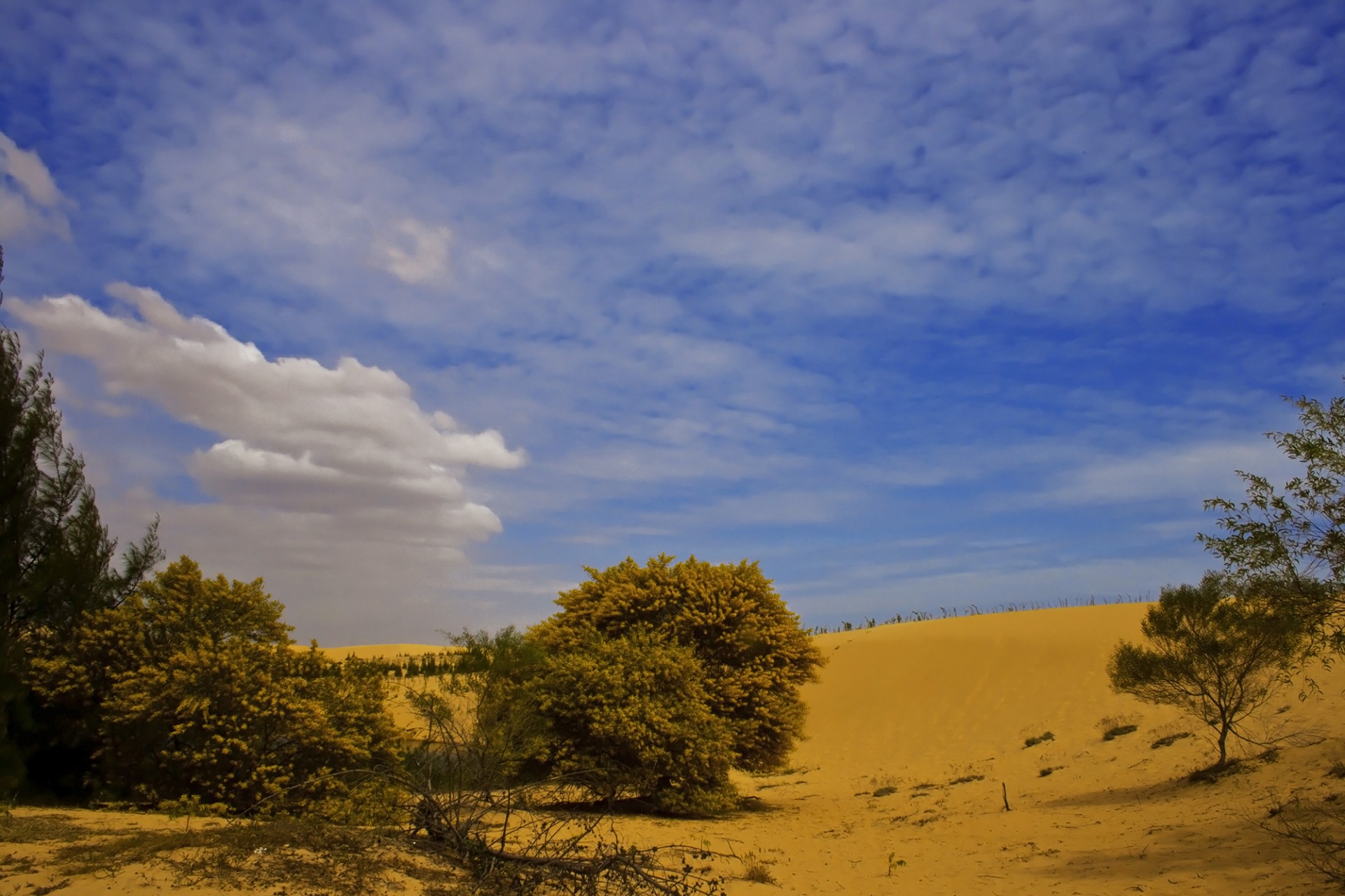 Mui Ne Sand Dunes #4