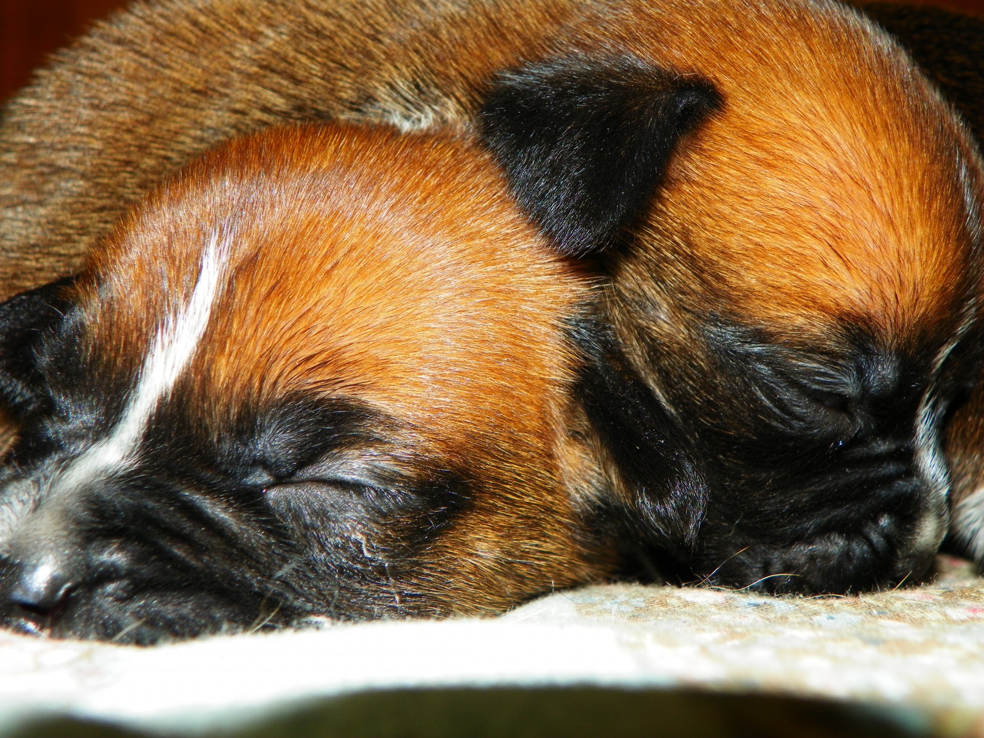 Boxer Puppies at 4 days old