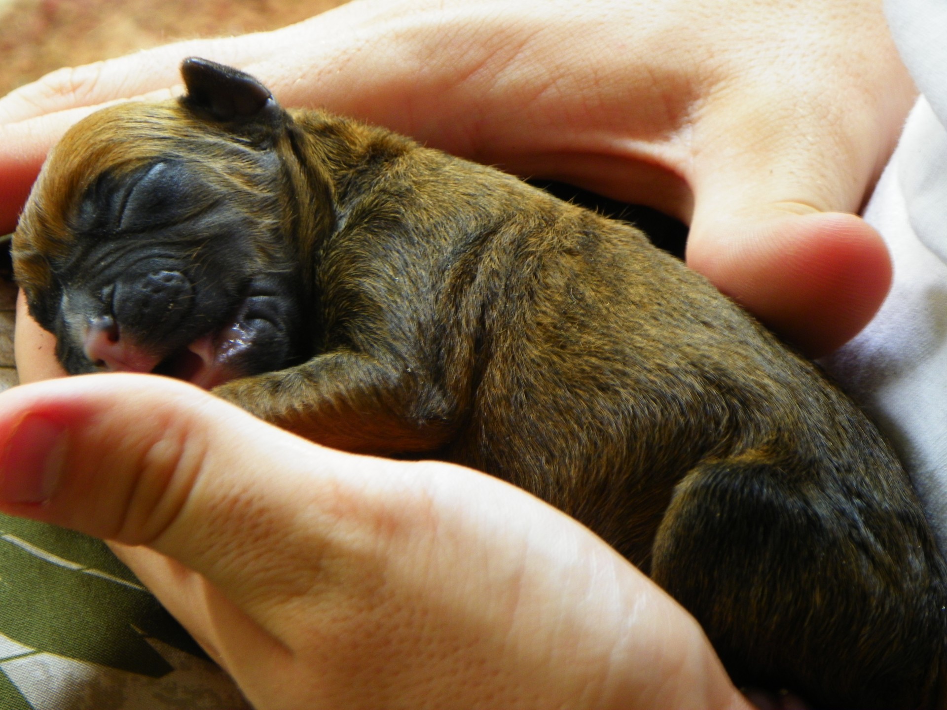 Newborn Boxer Puppy