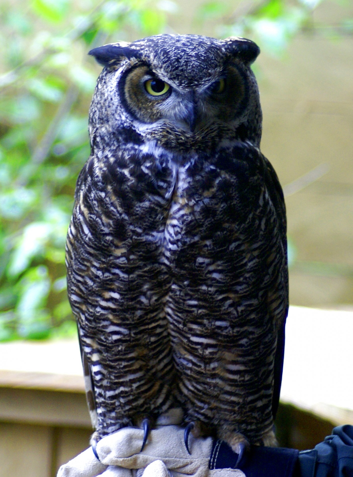 grown owl perched