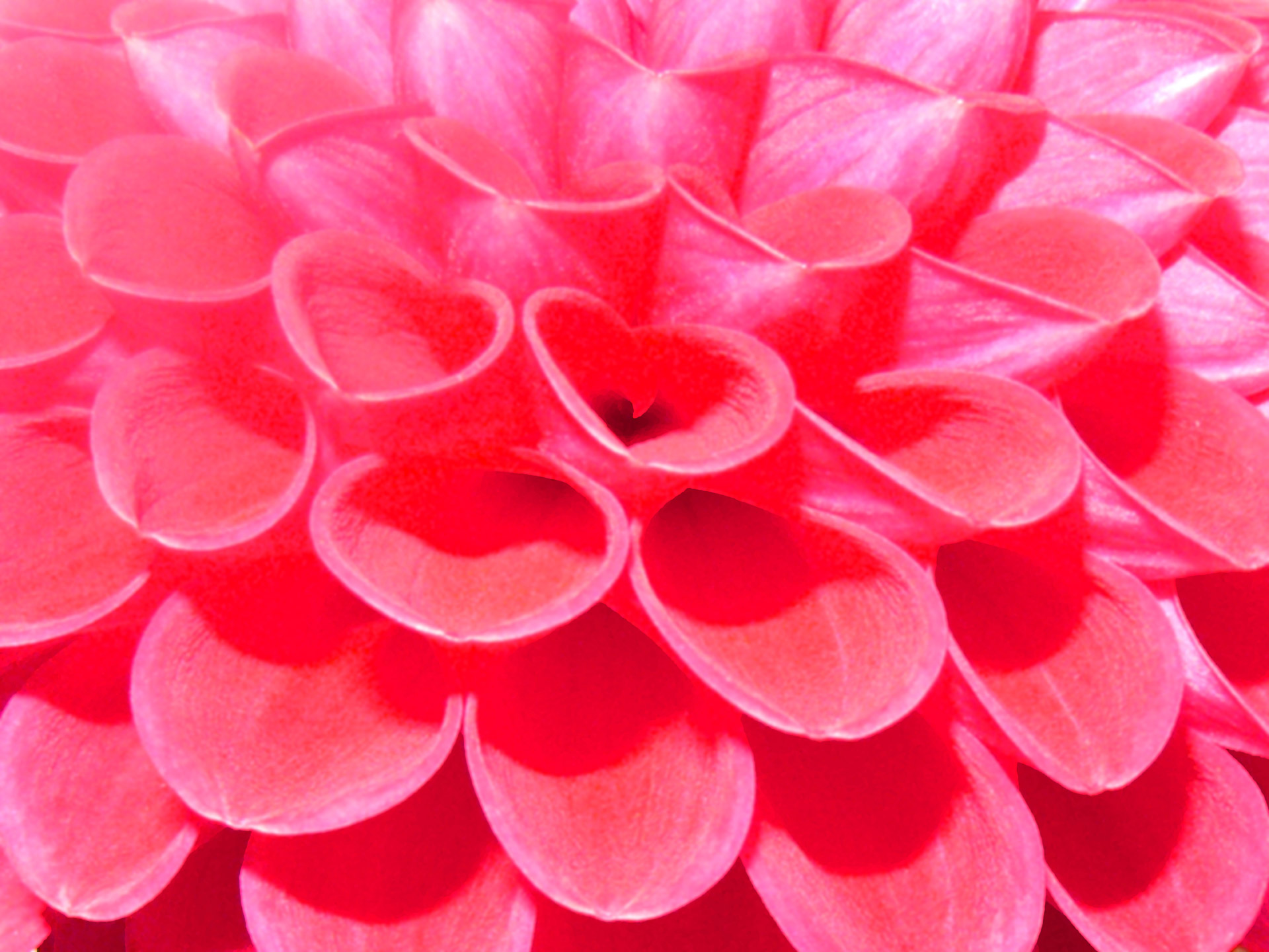 Closeup painted artistic view of red flower petals