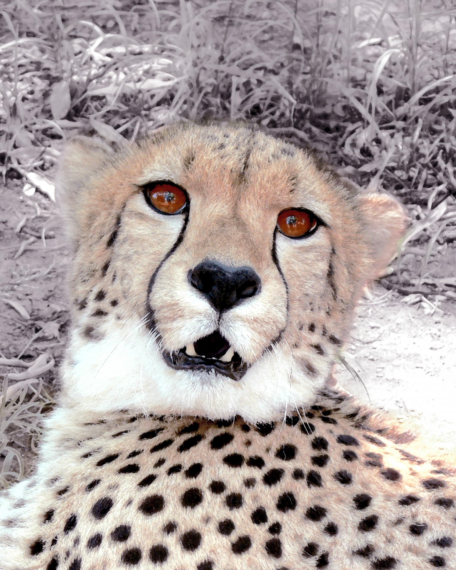 Painting Of A Cheetah