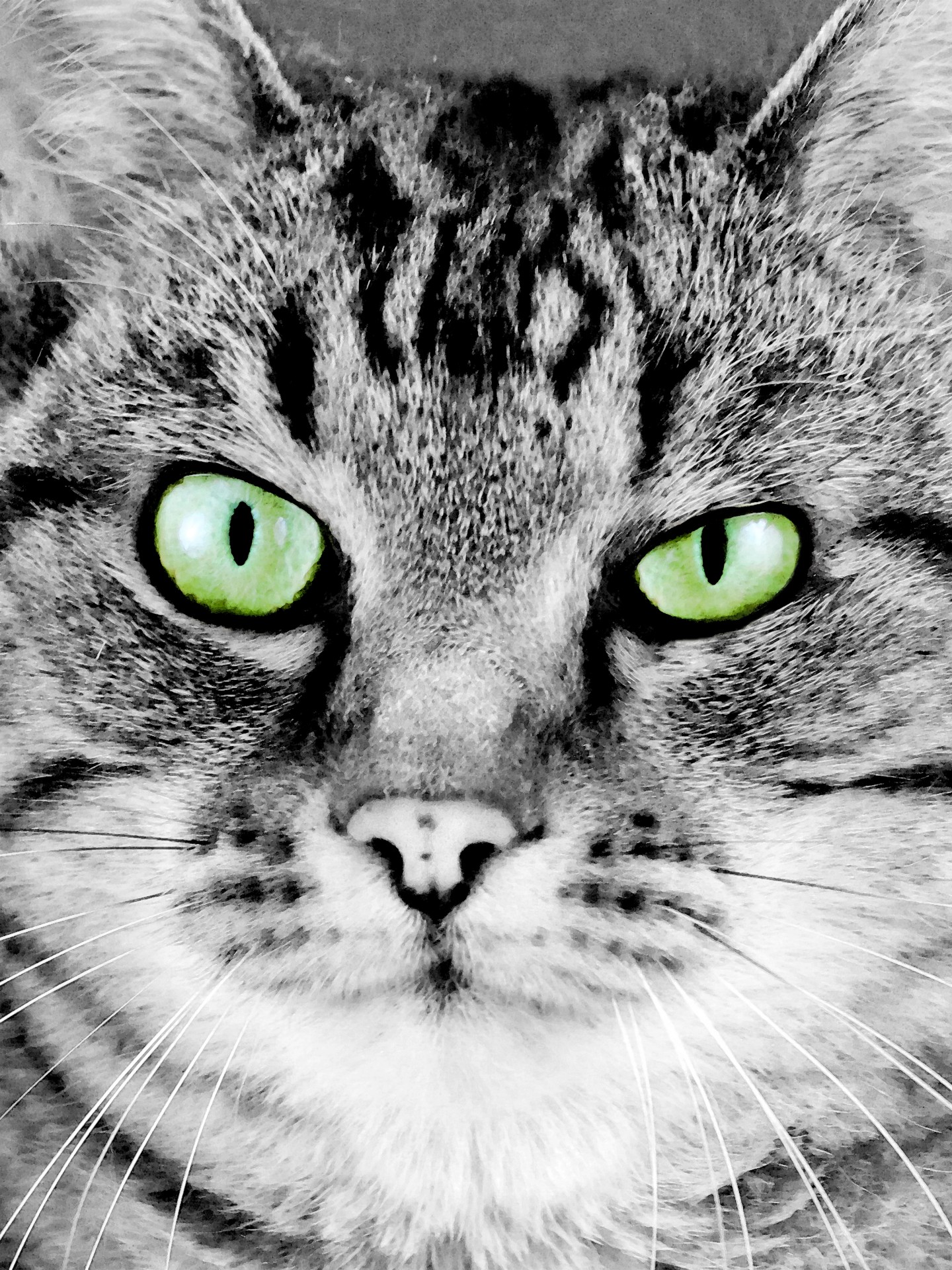 Artistic illustration of cat's face close up in black and white, with green eyes