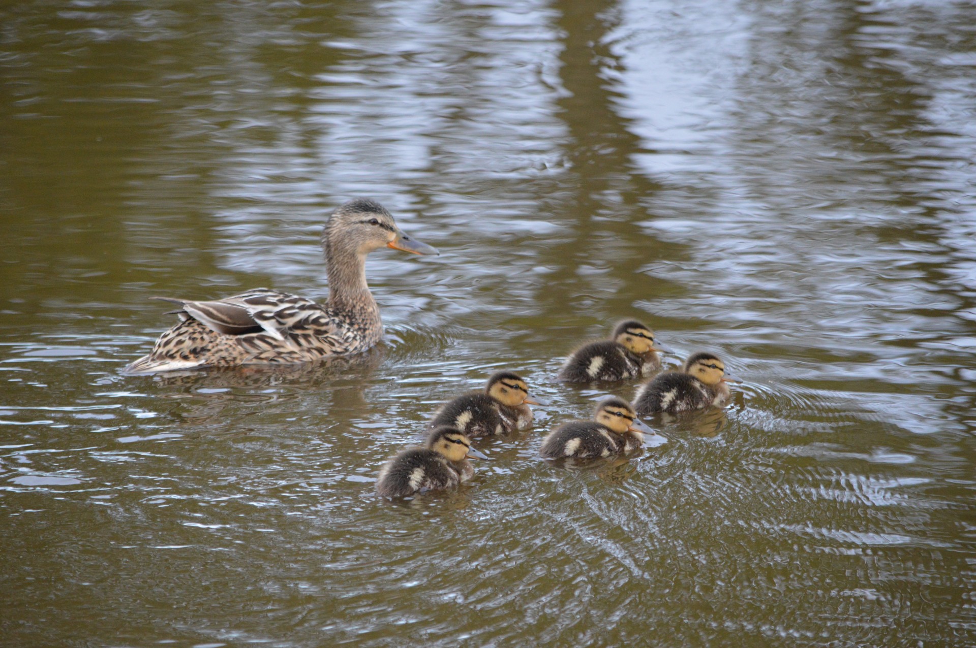 Ducks And Mother Duck