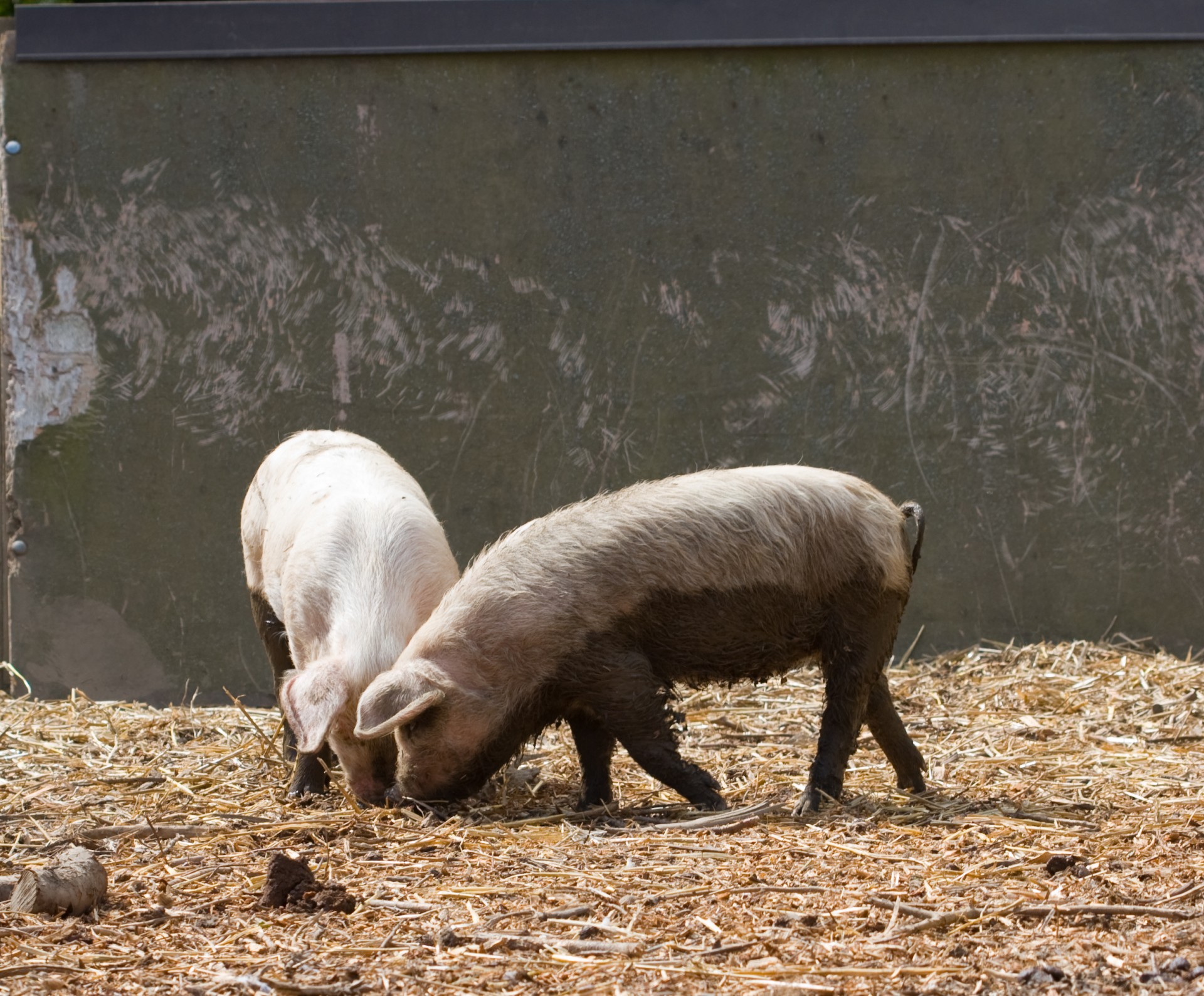 Piglets On The Farm