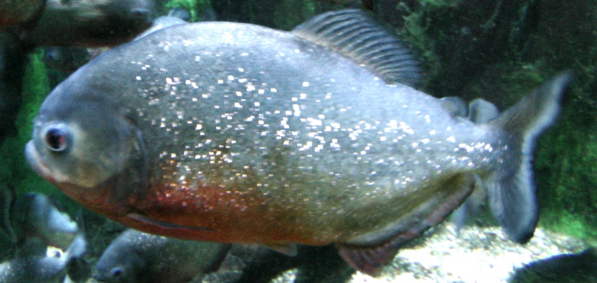 Red Belly Piranha