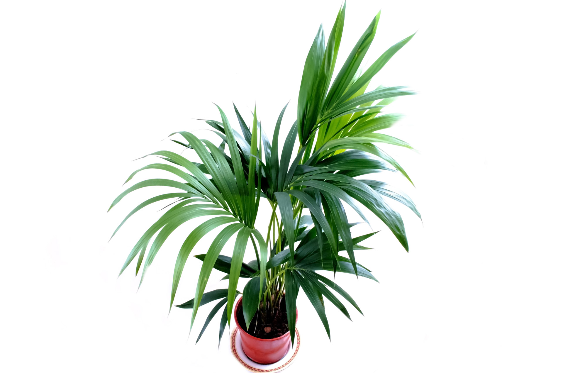 Howea Forsteriana (Kentia, Palma del paraíso) - Plantas y Deco