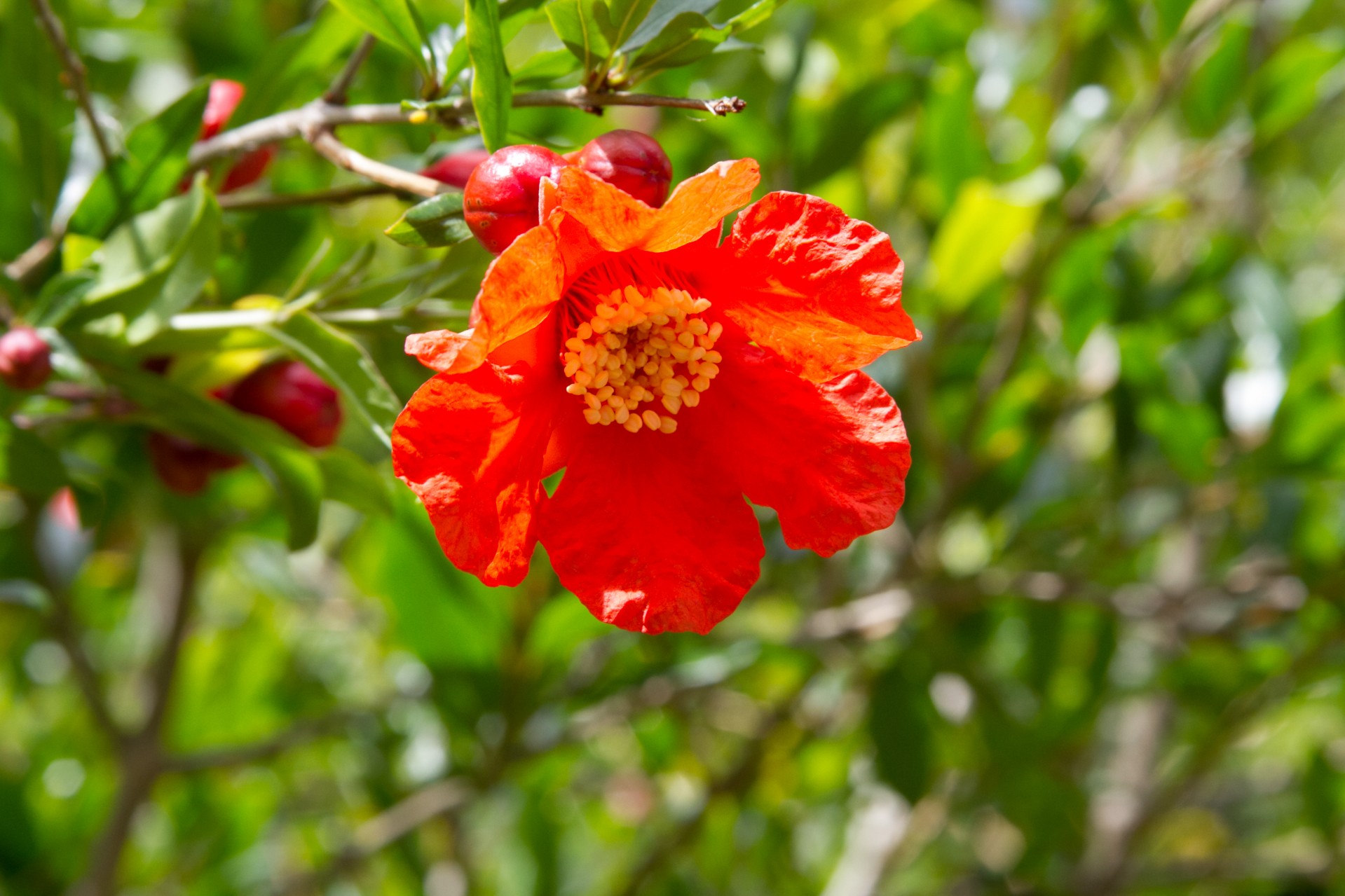 Pomegranate flower and buds