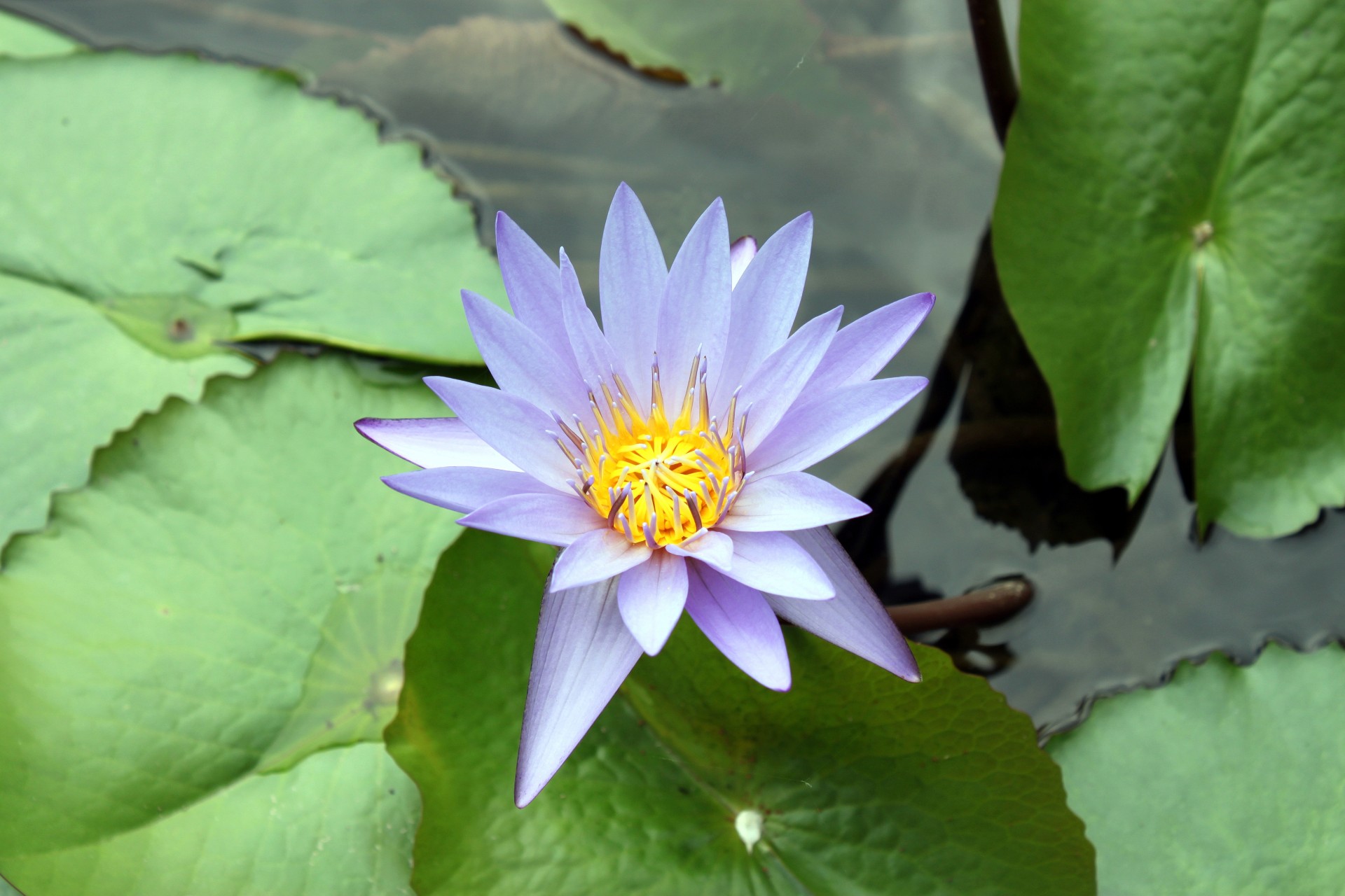 Purple And White Lotus Flower