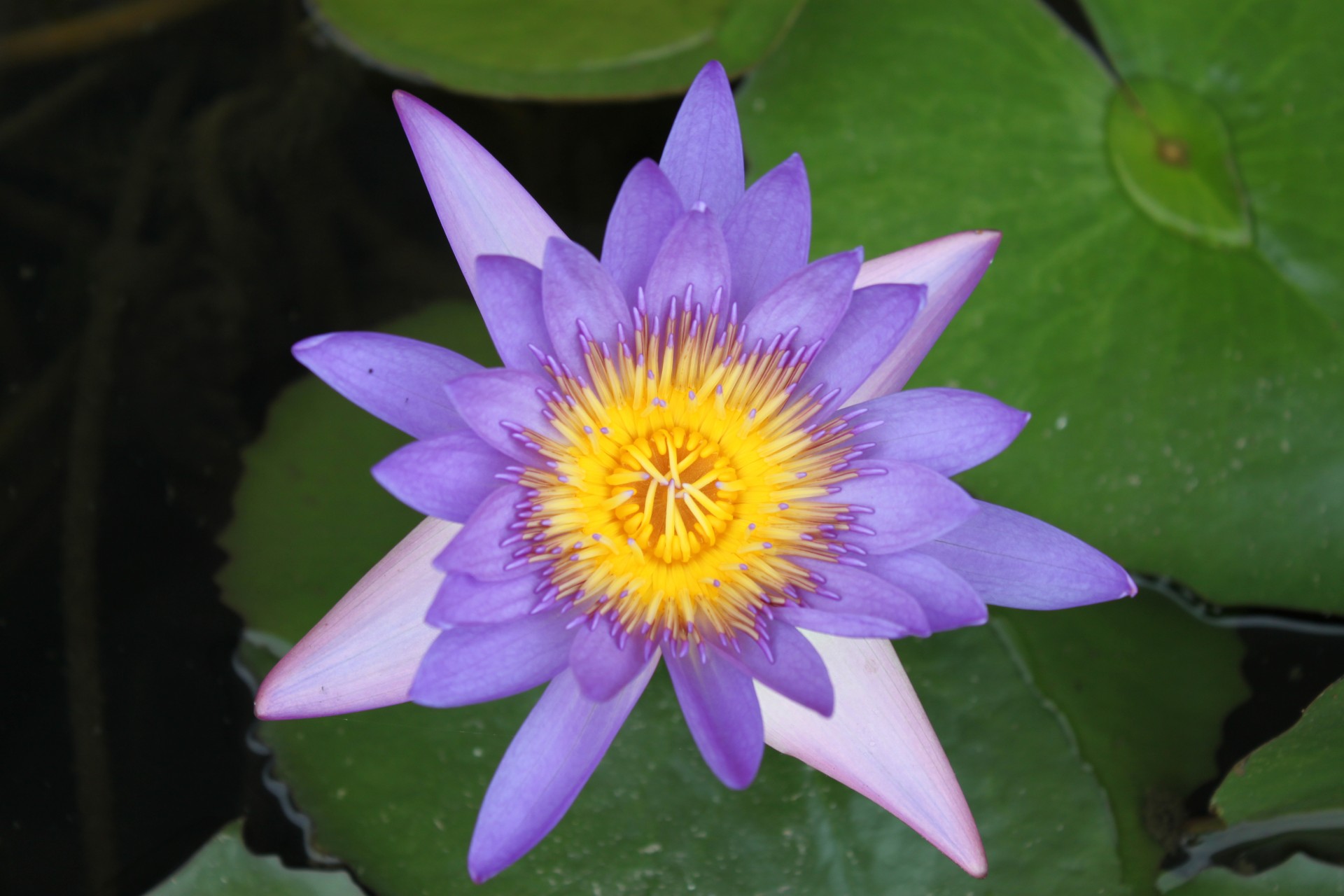 Purpose Color Lotus Flower