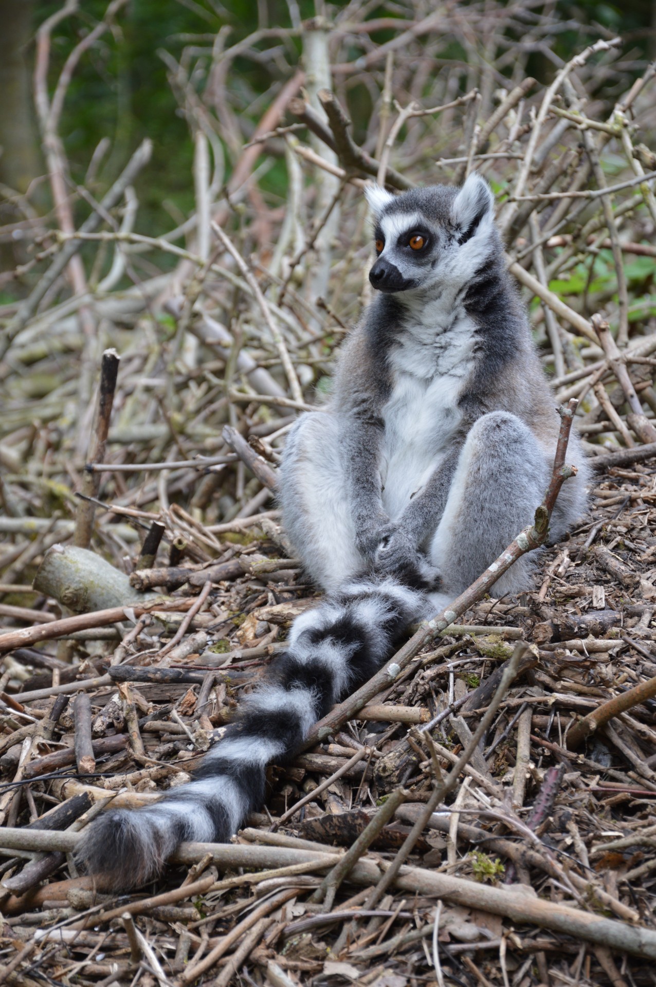 Ring-tailed Lemurs 1