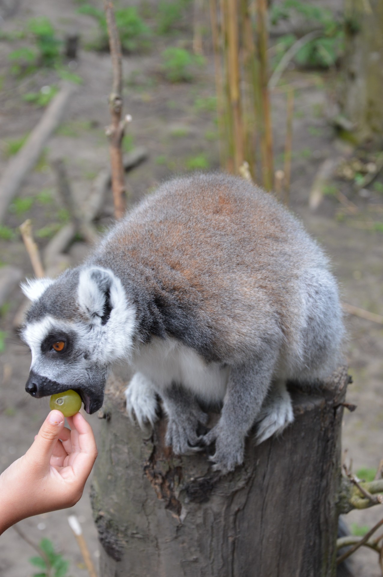 Ring-tailed Lemurs 10