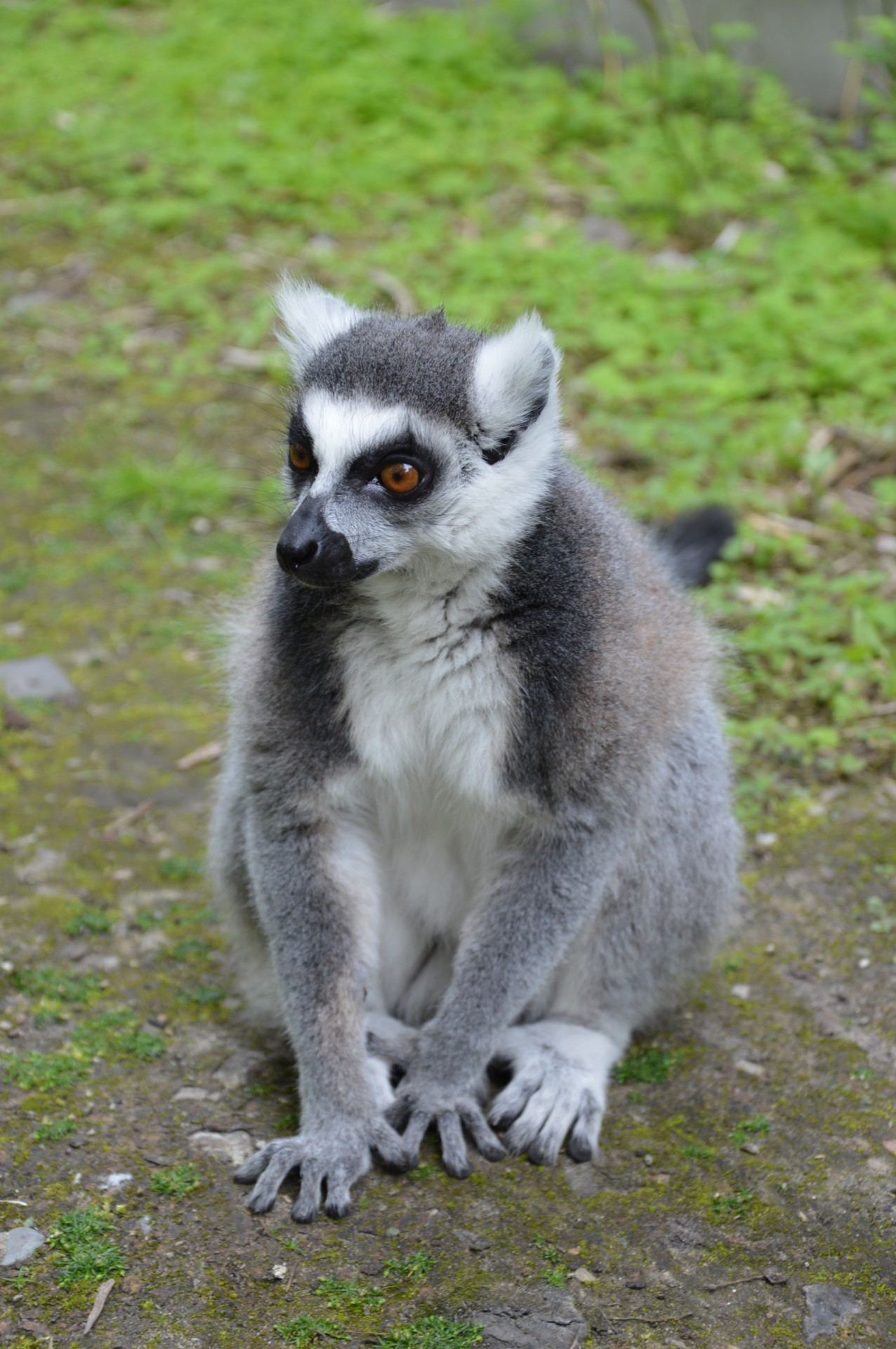 Ring-tailed Lemurs 2