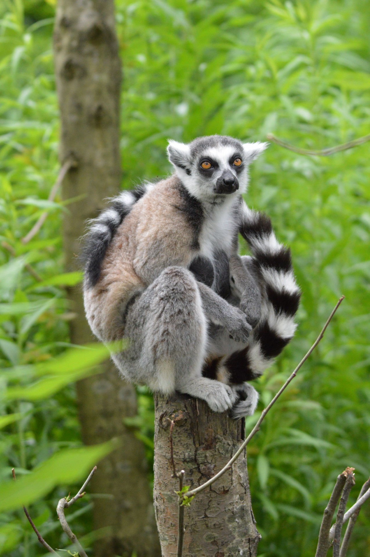 Ring-tailed Lemurs 7