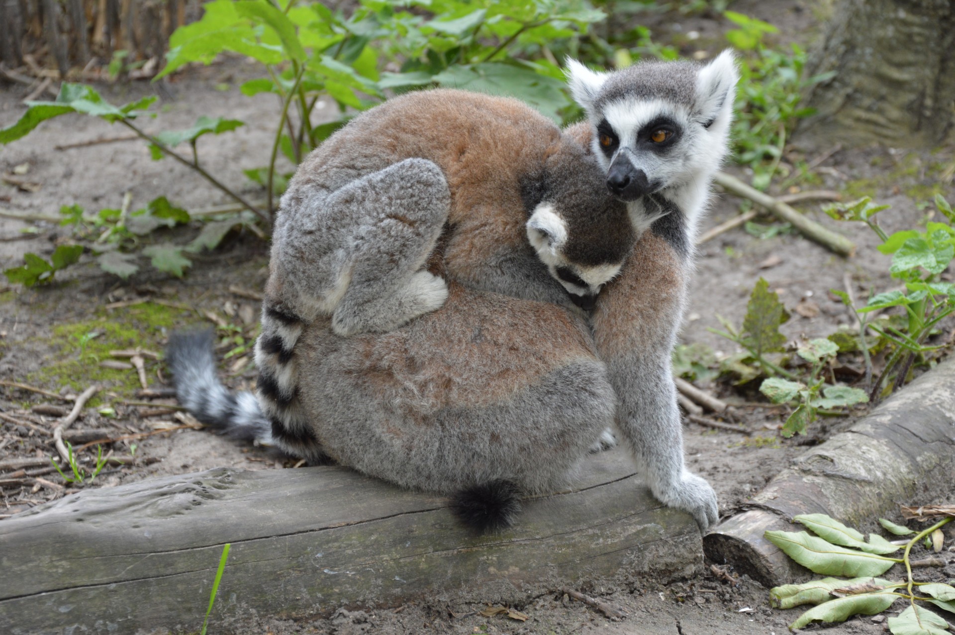 Ring-tailed Lemurs 8