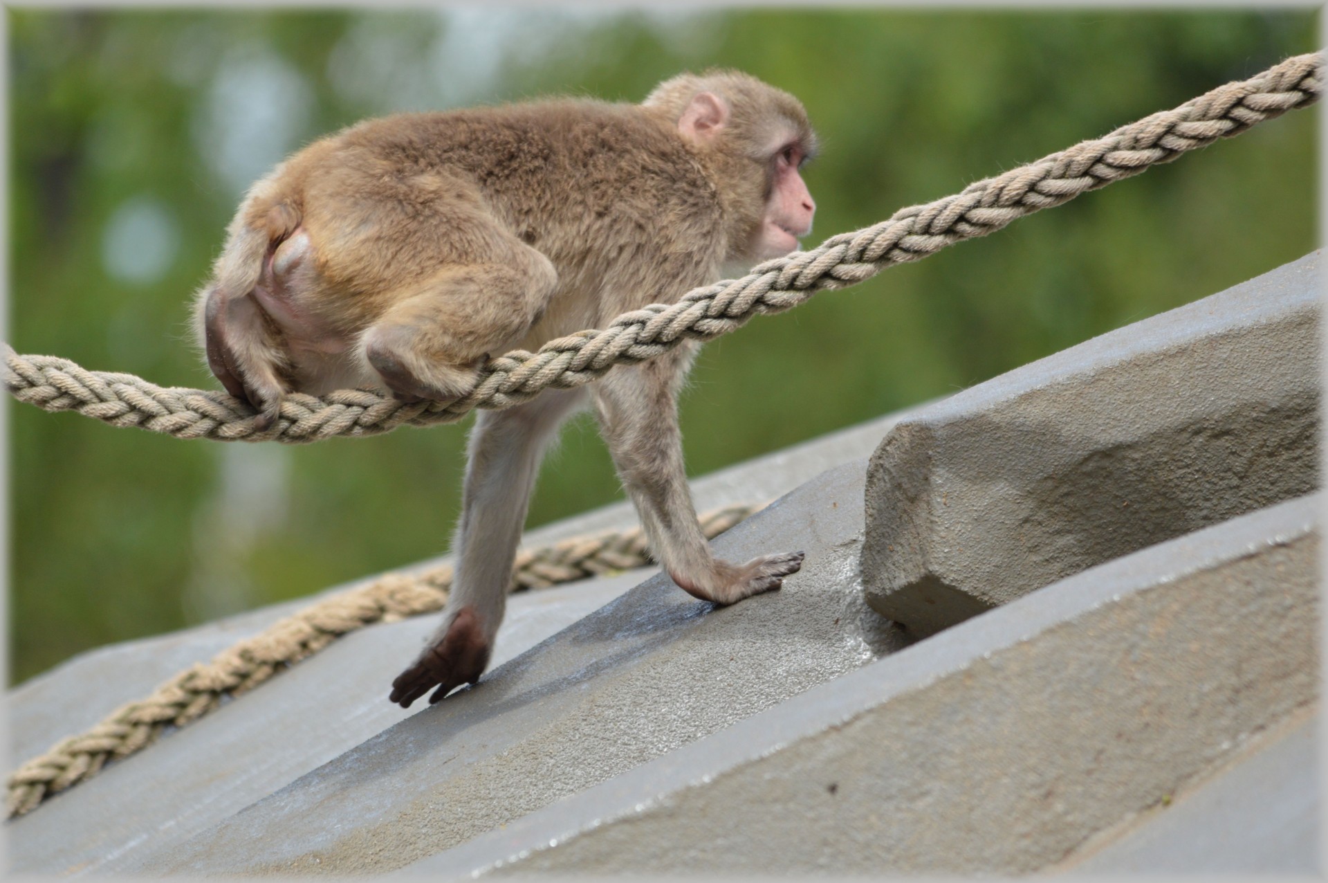 Monkey plays and hanging on rope