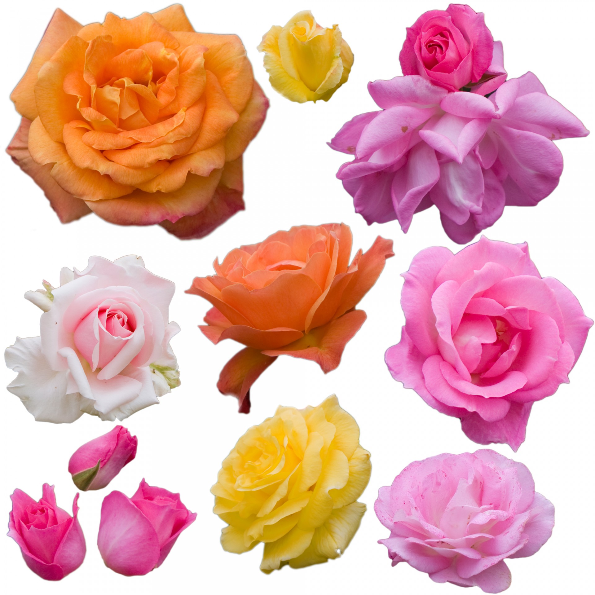 Collection of colorful rose flowers isolated on white background for scrapbooking