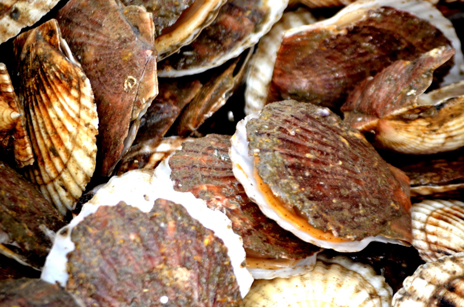 scallop shells at the seafood market