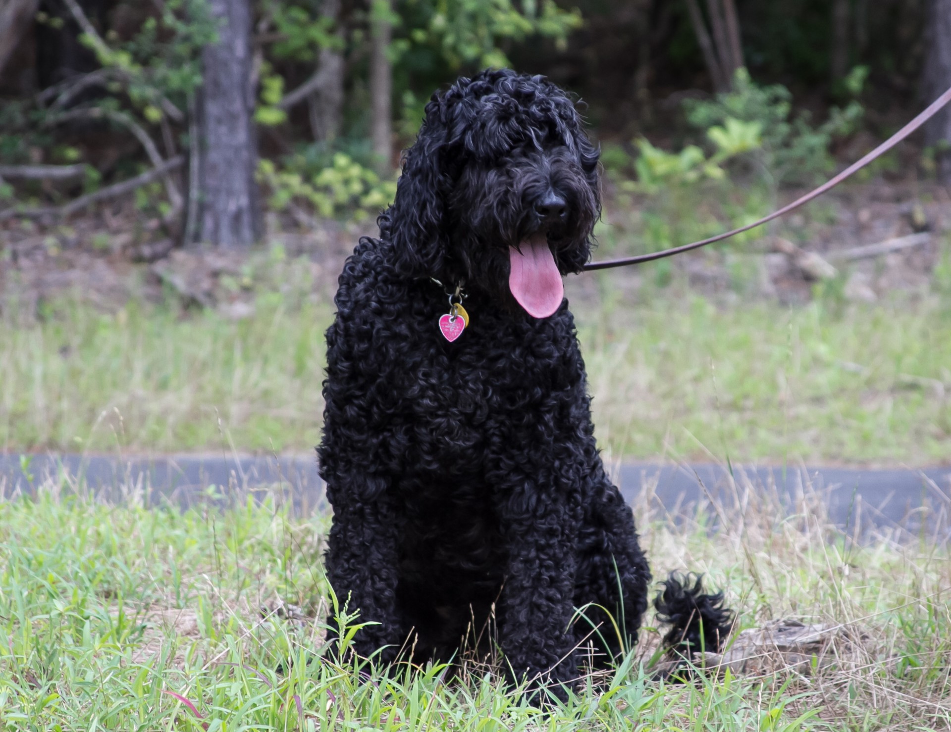 Schnoodle is a designer breed created by breeding black schnauzer to poodles.