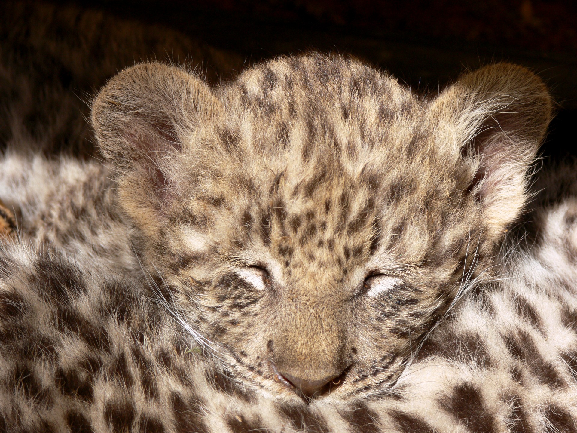 Sleeping Leopard Cub